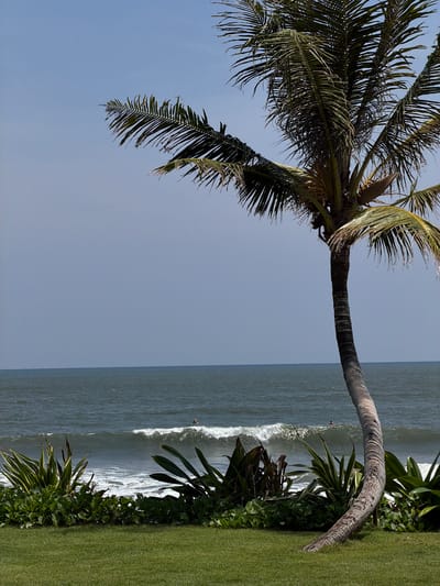 The image depicts a coastal scene in Belalang, Indonesia, observed from a manicured grassy area. A large, curved palm tree, light brown with visible striations, originates from the lower right of the green lawn and extends upwards, its dark green fronds filling the upper right quadrant of the frame. Below the palm tree and spanning the lower left, a dense hedge of tropical foliage with various green plants separates the lawn from the ocean. The ocean occupies the central horizontal band of the image, exhibiting dark blue-green water with visible waves breaking into white foam closer to the shore. Two individuals are present in the ocean: one person, wearing dark clothing, is lying prone on a surfboard positioned to the right of a breaking wave in the mid-distance. A second, smaller, and less distinct dark figure is visible further to the right in the water. The sky above is clear and light blue, meeting the ocean at a distinct horizon line.
