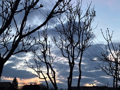 This photograph depicts an outdoor scene at twilight or dawn in Zidartsi, Bulgaria. The sky is largely overcast with stratocumulus clouds, exhibiting a gradient from pale blue at the top, through shades of grey and dark blue across the mid-section, to a soft orange and pink hue along the lower horizon. Several bare deciduous trees, displaying intricate branch structures and visible buds, are silhouetted in black against the illuminated sky, occupying the foreground. Multiple parallel overhead utility wires traverse the upper central and right portions of the frame. Below the horizon, the dark silhouettes of multiple buildings with pitched roofs are visible, interspersed with other leafless trees and one prominent evergreen tree to the left. A corrugated roof line is partially visible in the lower right. No individuals, actions, or interactions are present in the scene.