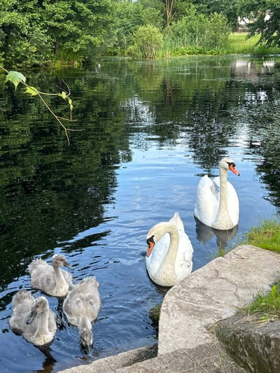 A serene lake is depicted in the city of Perabrodski sel'ski Savet, Belarus, bathed in the soft light of a summer day. Lush green trees and vegetation line the far bank, their reflections shimmering on the water's surface. A large, mature swan glides gracefully in the middle of the lake, its white plumage stark against the dark water. Closer to the foreground, a second adult swan bobs gently, its head curved downwards. A cluster of three cygnets, their downy grey feathers ruffled, huddle together in the shallows, one of them dipping its head to drink. The water is a deep blue, disturbed by ripples from the swimming birds. A concrete embankment, weathered and slightly overgrown with grass, forms the right-hand edge of the frame, suggesting a park or recreational area. The overall scene is one of peaceful natural beauty.