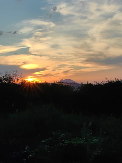This image depicts a sunset over a silhouetted landscape, likely in or near Zheleznovodsk, Russia. The sky is filled with clouds tinged with orange and yellow hues from the setting sun, which is partially obscured by dark foliage. The sun's rays are visible, fanning out from behind the horizon. In the distance, a faint outline of a mountain or elevated landmass can be seen. The foreground is dominated by dark, dense vegetation, creating a strong contrast with the brightly lit sky. No people are visible in the scene.