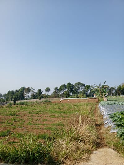 The image presents a rural scene, possibly within Ban Katan, Laos, given the location context. The sky is clear and blue. In the foreground, a dirt path is bordered by tall grasses and vegetation. To the left of the path, there's a field with rows of planted crops. Further ahead, the crops transitions to exposed soil with sparse vegetation, before leading to a treeline. In the distance, figures of people possibly working in the fields can be discerned. To the right of the path, a section of the field is covered with plastic sheets, likely used for crop cultivation, with some green plants visible through openings in the plastic.