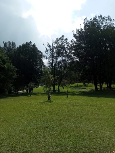 A green grassy field occupies the foreground, transitioning to taller trees in the background. Some trees are dense and dark, while others are sparser, revealing the sky. The sky is mostly bright with some scattered clouds. A small bed of plants sits between the grass and the trees. A small figure can be seen between the trees.