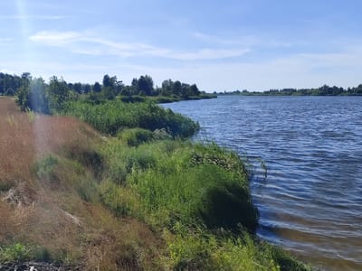The image depicts a wide river on a clear, sunny day in Ozernoye, Russia. The foreground is dominated by a grassy embankment, with a mix of green and dry, autumnal grasses. The grasses are lush and varied, with some taller reeds closer to the water's edge. The river itself is a deep blue, with gentle ripples reflecting the bright sky. Trees line the opposite bank of the river, creating a dark green silhouette against the horizon. The sky is a vibrant blue, with scattered, wispy white clouds. The lighting suggests it is mid-day, with the sun high in the sky, casting a bright, even light over the scene and creating a slight lens flare in the upper left corner. The overall mood is serene and peaceful, capturing a moment of natural beauty in a rural setting. There are no people, objects, or visible text in the image.