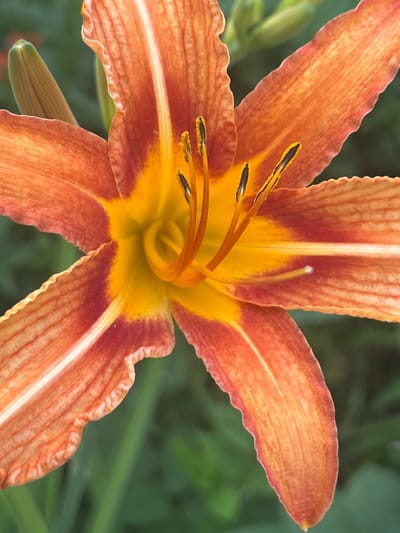 The image is a close-up, top-down shot of an orange daylily flower. The petals are a vibrant orange with streaks of red and yellow radiating from the center. The stamens, tipped with black anthers, are visible in the middle of the flower. The background is a blur of green foliage, suggesting the flower is outdoors in a garden or natural setting. The lighting appears to be natural daylight, casting a soft glow on the petals. No people, text, or specific time of day or weather cues are evident. The setting is implied to be a place where daylilies grow, and given the location context, this would be Temirtau, Kazakhstan. The image captures the intricate details and natural beauty of the flower.