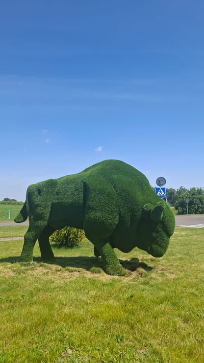 A topiary sculpture of a bison stands on a grassy field under a bright blue sky with scattered clouds. The sculpture, meticulously shaped from green vegetation, is the central focus of the image. The bison is positioned in profile, facing to the right, with its head lowered as if grazing or moving. Its muscular form and horns are clearly defined by the dense green foliage.
Behind the bison, a few trees and bushes are visible, and further in the background, a road with traffic signs is present. One sign is a circular traffic light, and another is a blue square sign with a white pedestrian symbol, indicating a crosswalk. A chain-link fence runs along the edge of a field in the distance. The ground is covered in well-maintained green grass, with some patches of bare earth visible around the base of the sculpture. The overall scene suggests an outdoor public space, possibly a park or roadside attraction, in the vicinity of Дзяржынскі сельскі Савет, Belarus.