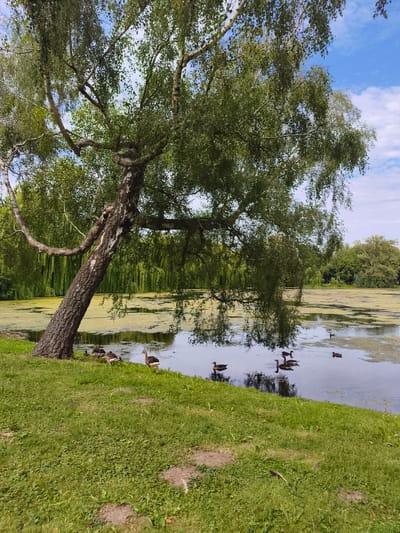 The image depicts a serene waterside scene with a prominent, old birch tree leaning towards a calm body of water. The tree's trunk is thick and gnarled, with peeling bark, and its branches, laden with green leaves, extend over the water. The water's surface is partially covered with a light green film, and several ducks are visible in and near the water. Some ducks are gathered on the grassy bank near the tree, while others are swimming in the water, leaving subtle ripples. The background is characterized by lush green vegetation, including what appears to be a dense line of weeping willow trees lining the far bank of the water. The sky above is a mix of blue and white clouds. This scene is located in the Tiergarten in Stendal, Germany. The time of day appears to be daytime, with good natural lighting. No humans are present in the image.