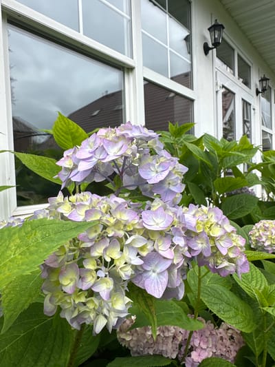 The image depicts a close-up view of hydrangeas in bloom, with a white building featuring large windows and black outdoor lamps in the background. The hydrangeas are a mix of pale purple and greenish-yellow hues, with large, dense flower heads and vibrant green leaves. The building appears to be a modern structure with multiple window panes. The scene is set outdoors, likely in a residential or public garden area within the city of Romashkino, Russia. There are no people or animals visible in the frame. The lighting suggests it is daytime, with overcast or cloudy conditions as indicated by the reflections in the windows.