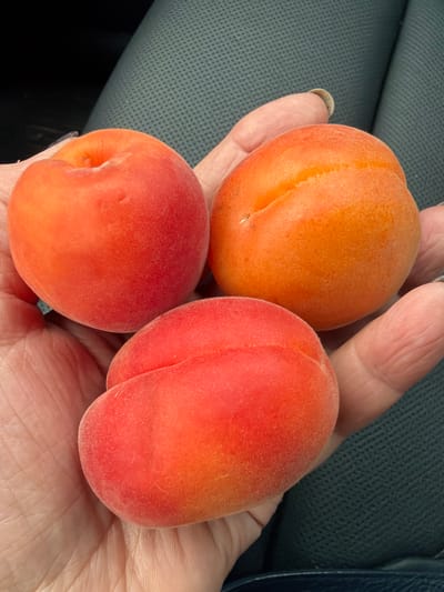 A person's hand is holding three apricots. The apricots are round and have a soft, fuzzy texture. They are a vibrant orange and red color, with a slight indent down one side of each. The background is a dark, textured surface, possibly car upholstery. The image is a close-up, focusing on the fruit and the hand. There is no indication of the location within the city of Ķekava, Latvia.