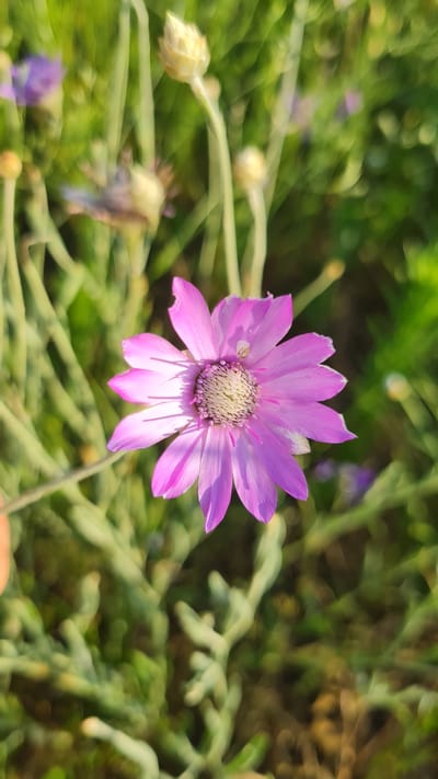 A close-up shot focuses on a single, vibrant pink flower with delicate, pointed petals. The flower is the central subject, positioned slightly off-center to the right. Its center is a cluster of light yellow and white filaments, creating a textured appearance. The petals are a soft pink, fading to a lighter hue at their tips and subtly casting shadows beneath them.

The background is a soft-focus blur of green foliage, suggesting a garden or natural outdoor setting. There are hints of other smaller, purplish flowers and pale, bud-like structures scattered throughout the background, indicating a variety of plant life. The lighting suggests it is daytime, likely late afternoon or early morning, given the soft, warm light that illuminates the flower and creates gentle shadows. The overall mood is serene and naturalistic. No people or visible text are present in the image. The location context is Salhany, Ukraine.