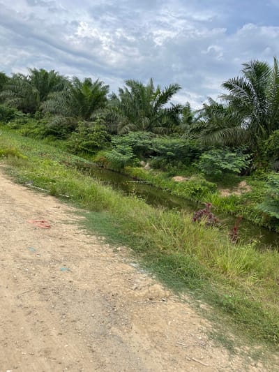 The image depicts an outdoor scene that appears to be in a rural or natural setting, likely in Bundar, Indonesia. The primary subjects are a line of palm trees to the left, dense green vegetation, and a dirt path or road on the right. A narrow body of water, possibly a ditch or small stream, runs between the vegetation and the path. The sky is cloudy with a mix of light and darker grey clouds, suggesting it is daytime, possibly late morning or afternoon.
There are no people or specific objects that stand out as the main focus, aside from the natural elements. The palm trees are lush and green, with their fronds extending towards the sky. The vegetation is varied, including tall grasses and smaller plants, some with reddish-purple leaves. The dirt path is rough and uneven, with scattered small stones and some debris, including a piece of red plastic material. The overall impression is one of a natural, possibly somewhat untamed landscape.
The time of day is indicated by the lighting, which is relatively diffused due to the cloudy sky. There are no explicit cues about the weather other than the clouds. The location context of Bundar, Indonesia, suggests a tropical or subtropical environment, which is consistent with the presence of palm trees and lush vegetation. There is no visible text in the image. The scene evokes a sense of natural tranquility, with no specific emotions being conveyed.