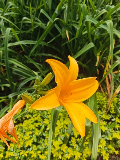 A vibrant orange lily dominates the frame, showcasing its delicate, curved petals. Several unopened buds cluster nearby, hinting at future blooms. Green, grass-like foliage rises behind the lily, creating a backdrop of contrasting textures. In the lower background, a patch of low-growing, small-leaved greenery adds depth and visual interest to the scene. An orange, wilted flower is seen on the lower left.