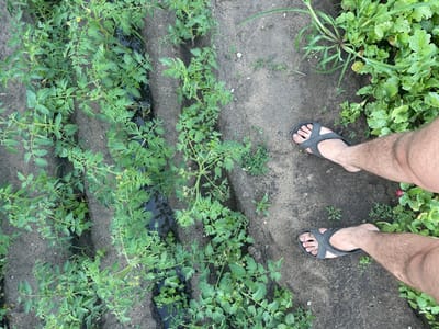 This overhead shot captures a pair of feet in dark grey sandals standing on a dirt path between rows of young tomato plants. The plants are small and lush green, with some bearing tiny yellow flowers. Water is visible in some of the irrigation channels between the rows, suggesting recent watering or rainfall. To the right of the path, a patch of larger, leafy green vegetables, possibly radishes, is growing. The ground is mostly dry dirt with some scattered small stones and weeds. The scene appears to be an outdoor garden or farm. The lighting suggests it is daytime, likely with overcast skies or dappled sunlight, as there are no harsh shadows. The presence of the feet and sandals indicates someone is present and likely tending to or observing the garden. There is no visible text in the image.
