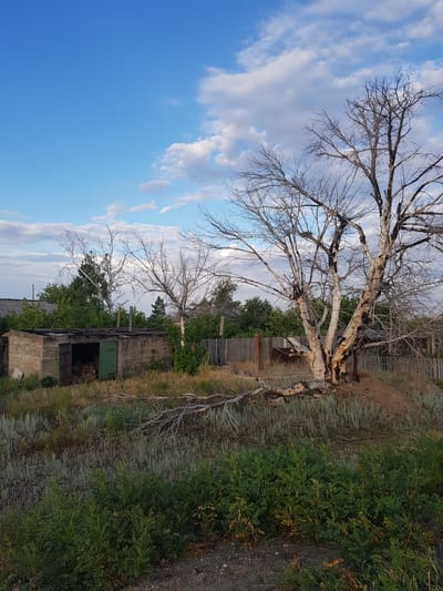 The image captures a scene in the village of Dolen, in the Dolen rural district of Kazakhstan. In the foreground, lush green bushes and dry, sparse vegetation line a gravelly path. A large, dead, leafless tree with white bark dominates the middle ground, its gnarled branches reaching towards the sky. To the left of the tree, a weathered, brick structure, possibly a shed or garage, stands open with a green door. The interior of the structure appears to be filled with firewood. Behind the shed, a wooden fence encloses the property, with more trees and buildings visible in the distance. The sky above is a vibrant blue, dotted with scattered white clouds. The overall impression is one of rural decay and a rugged natural landscape.