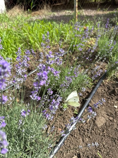 A white butterfly with black spots on its wings is perched on a lavender plant in a garden. The lavender plants are in bloom with small purple flowers. The garden is in Kabile, Bulgaria, and features a drip irrigation system running through the plants. The background shows a chain-link fence and green grass. The overall scene depicts a natural, outdoor environment.