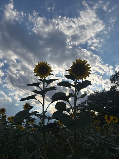 This photograph captures a field of sunflowers against a dramatic sky filled with clouds and patches of blue. The sun is partially obscured, creating a silhouette effect on the foreground sunflowers and their large, dark green leaves. Two prominent sunflowers stand tall in the center, their yellow petals radiating outwards. In the background, a dense line of trees forms a dark border against the sky. The image appears to have been taken from a low angle, looking upwards towards the sunflowers and the sky. The location is identified as a sunflower field in the village of Smilets, Bulgaria. There are no people or animals visible in the image, and no discernible actions or interactions are taking place. The overall atmosphere is natural and serene, with the dramatic sky adding a sense of grandeur to the scene.