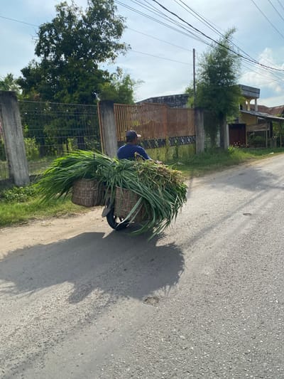 The media file shows a person on a motorcycle, carrying a large load of green fodder in two woven baskets attached to the rear of the vehicle. The person, wearing a blue shirt and a dark cap, is mostly obscured by the vegetation. The motorcycle is on an asphalt road, with a dirt shoulder and grass on the left side. In the background, there is a fence made of bamboo and metal, and beyond that, houses and trees. The sky is visible with some clouds. The scene appears to be outdoors during the day, with sunlight casting shadows on the road. The overall impression is of a rural or semi-rural setting in Indonesia, likely Meuse. The activity depicted is the transportation of agricultural produce or animal feed.