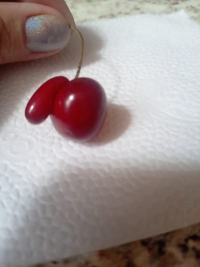 A single, oddly shaped cherry with a stem is held by a person's finger, which has a silver-colored nail polish. The cherry is dark red and appears to be composed of two lobes, one significantly larger than the other, giving it a somewhat phallic or heart-like appearance. It rests on a textured white surface, likely a paper towel, against a blurred background of a patterned countertop. The lighting suggests an indoor setting, possibly during the day. There are no discernible signs of the weather or specific time of day beyond what is implied by indoor lighting. No text is visible in the image.