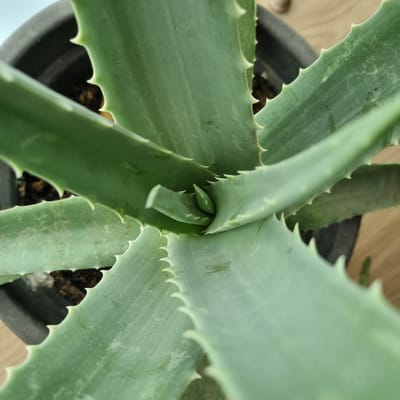 This is a close-up, overhead shot of an aloe vera plant in a black pot, with a blurred wooden background. The focus is on the plant's thick, green, fleshy leaves, which are serrated along the edges with small, sharp, white teeth. The leaves are arranged in a rosette pattern, with new growth emerging from the center. The texture of the leaves is smooth, with some slight mottling or discoloration in places, possibly indicating dust or minor imperfections. The soil in the pot is dark brown and appears dry. The overall impression is one of a healthy, well-established houseplant. The lighting suggests it is daytime, likely indoors with ambient light. There is no visible text in the image. The location context of Jerez, Spain, does not offer any specific visual cues within the image itself, but it is a warm climate where aloe vera plants thrive.