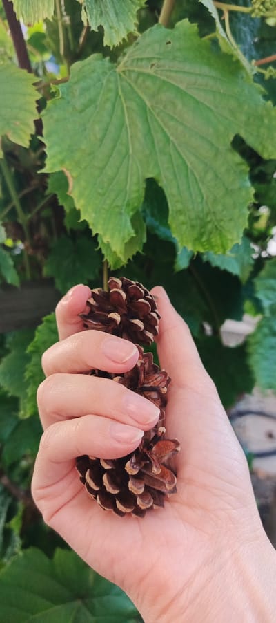 A close-up, vertical shot features a light-skinned human hand centrally positioned, holding three small, mature pinecones. The hand's fingers are curled around the pinecones, displaying well-maintained, ovoid nails with a natural or light translucent polish. The pinecones are dark brown with lighter tan edges on their scales. The background is rendered with a shallow depth of field, revealing blurred, vibrant green foliage consisting of broad leaves, some with distinct serrated margins, indicative of an outdoor, natural environment. No other individuals or artificial structures are visible. This scene is situated in the city of Sosnovka, Russia.