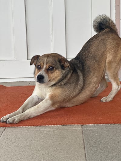 A medium shot captures a dog lying on a reddish-orange mat next to a tiled floor. The dog, a mix of tan, brown, and white fur, is positioned with its head facing the camera. Its eyes are dark and appear to be looking directly at the viewer. The dog's body is elongated, with its front paws extended forward on the mat. The background consists of white vertical siding on the left and a tiled surface on the right. The lighting suggests it is daytime, but no specific time can be determined. There are no people, text, or weather conditions visible in the image. The scene appears to be an indoor or covered outdoor space, possibly a porch or entryway, given the transition between the mat, tile, and siding. The overall mood is relaxed, with the dog appearing comfortable in its pose.
