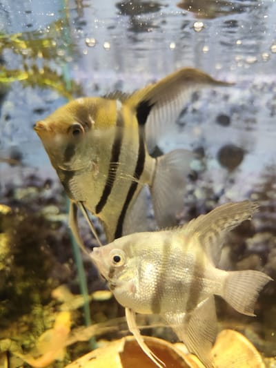 The image shows two angelfish swimming in an aquarium. The larger fish in the foreground has vertical black stripes on its body and is facing left. The smaller fish is below and to the right of the larger fish, also facing left, and has a lighter, more silvery body with fainter stripes. The background is blurred, showing aquatic plants and the rocky substrate of the aquarium. Bubbles are visible near the surface of the water, suggesting an aeration system is in place. The lighting appears to be artificial, typical of an indoor aquarium setting. The overall scene is one of aquatic life within a controlled environment. There is no visible text in the image. The location context provided, Posyolok Imeni Morozova, Russia, suggests this aquarium is located in that area.