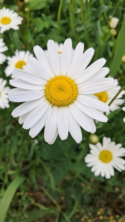 A close-up, vertical shot captures a large, white daisy with a bright yellow center in sharp focus. Its white petals are fanned out, with some slightly overlapping. The background consists of blurred green foliage and other out-of-focus daisies, creating a shallow depth of field. The image appears to be taken outdoors in a natural setting, likely a garden or meadow. There is no indication of this scene being in Yuzhno-Sakhalinsk, Russia, or any specific city for that matter.