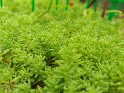 This image shows a close-up, ground-level view of a dense patch of bright green, succulent-like plants, possibly sedum or a similar ground cover. The plants have small, fleshy leaves that are tightly clustered along the stems, creating a mossy or carpet-like appearance. The focus is shallow, with the plants in the foreground sharp and clear, while those further back are progressively blurred, creating a soft, green background. Hints of dark soil are visible between the plants in some areas. In the background, out of focus, are what appear to be vertical green stakes or supports, suggesting the plants may be part of a garden bed or landscaping feature. The lighting is bright and natural, with no artificial elements obvious in the immediate vicinity of the plants. The overall impression is one of lush, healthy vegetation. This scene is located in Solonytsivka, Ukraine.