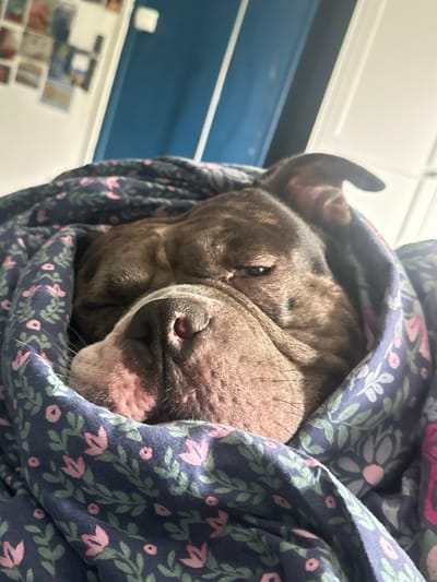A brindle-patterned dog, likely a short-haired bully breed, is depicted indoors, appearing to rest or sleep. Its head and upper body are cocooned in a dark blue fabric blanket featuring a repeating pattern of small pink flowers and green foliage. Direct sunlight illuminates the dog's face, highlighting its pinkish nose, facial wrinkles, and partially closed, brown eyes. In the out-of-focus background, a light-colored wall is visible, along with a prominent dark blue door or cabinet on the left and a white door or cabinet on the right. This scene is situated within a residential interior in the city of Stains, France.