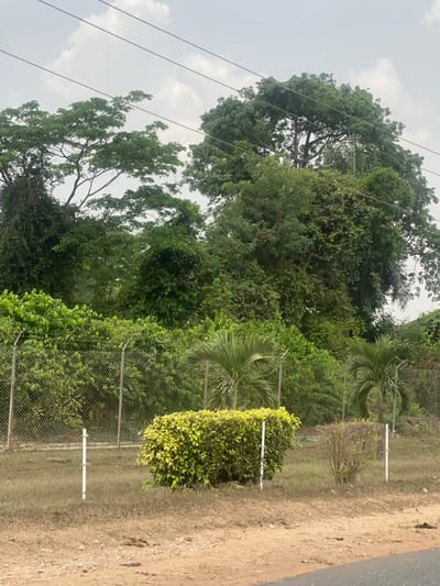 The scene depicts an outdoor environment in Odo Ona, Nigeria, characterized by dense vegetation and infrastructure under an overcast sky.
In the foreground, a strip of dry, light brown ground with sparse grass abuts a paved surface visible at the very bottom edge. Two white, slender posts with horizontal wires are positioned in this area, flanking a well-maintained, bright green and yellow variegated shrub hedge. To the right of the hedge, a smaller, sparser bush with reddish-brown foliage is present.
A chain-link fence topped with barbed wire runs horizontally across the mid-ground, acting as a boundary. Behind this fence, two young palm-like plants with fan-shaped leaves are visible amongst other green foliage.
The background is dominated by a dense arrangement of various tropical trees and thick green undergrowth, forming a layered canopy. Large mature trees with broad canopies extend upwards, some covered in vines.
The sky, occupying the upper third of the image, is overcast and light grey. Multiple dark power lines or cables traverse the sky horizontally from left to right. No human subjects or discernible activity are present in the image.