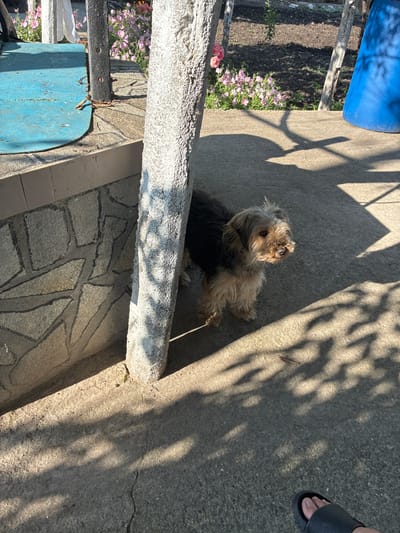 The image depicts an outdoor residential or garden scene in Radievo, Bulgaria, under direct sunlight. A small, shaggy-haired dog, predominantly black and light brown with a disheveled appearance, stands in the mid-ground, facing right. Its snout appears to have some residue or debris. To the left, a textured white concrete pillar rises vertically, partially obscuring a low wall constructed of irregularly shaped light-colored stones with dark grout. A blue, curved surface, possibly a metal plate or plastic sheet, is visible on a raised platform to the far left. In the background, a garden bed with dark soil features several plants with pink flowers. A blue plastic barrel or container is partially visible on the right side of the background. The concrete ground exhibits strong, dappled shadows cast by unseen overhead structures or foliage. A human foot, wearing a dark slide sandal, is visible in the bottom right corner of the frame. Small dried leaves are scattered on the concrete surface.
