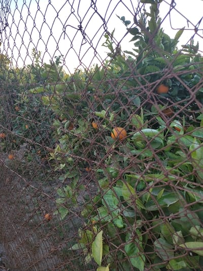 Through a rusty chain-link fence, an orange grove flourishes with round, ripe fruits amidst vibrant green leaves. The fence diagonally crosses the frame, partially obscuring the view. Bright sky can be seen through the fence on the left side of the image.