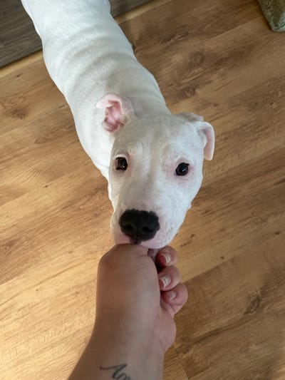 A white puppy, likely a Bull Terrier breed, is playfully interacting with a human hand. The puppy's head is close to the hand, and its mouth is touching a finger. The puppy has black markings around its nose, dark eyes, and pink inner ears. Its body is mostly visible, showing white fur. The human hand has visible fingernails and a tattoo on the forearm that partially reads "Am".
The scene takes place indoors, on a wooden floor with a warm, light brown tone. The floorboards are laid parallel to each other, with some natural grain and knots visible. In the upper left corner, a small portion of a textured object, possibly a rug or blanket, is visible.
The lighting suggests it is daytime, with soft, diffused light illuminating the scene. There are no obvious indications of weather conditions. The overall mood appears playful and affectionate, given the interaction between the puppy and the person. The location context is Khust, Ukraine, but no specific visual cues in the image directly support this. The image focuses on the close-up interaction, with the background providing context of a domestic indoor environment.