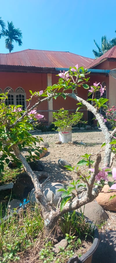 The image depicts an outdoor scene on a sunny day, with a clear blue sky dominating the upper portion. In the background, a reddish-brown house with a corrugated metal roof is visible. The house has arched windows with decorative white frames. In front of the house, the ground is covered with gravel and dirt.
In the foreground, a pruned tree with a gnarled trunk and branches, adorned with small pink flowers and green leaves, takes center stage. The tree appears to be a bougainvillea, possibly trained as a bonsai. Next to it, a smaller green plant in a white bucket labeled "Valbury" is placed on the gravel. Several large rocks are scattered around the scene, some partially covered by grass and vegetation. The overall impression is of a garden or yard setting in a tropical or subtropical region. There are no people or animals visible in the image. The scene appears to be a residential area.