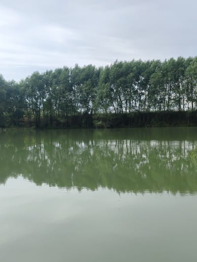 This media file depicts a serene natural landscape, likely Dolan, Kazakhstan. The scene is dominated by a calm body of water in the foreground, its surface reflecting the trees and sky above. In the background, a dense line of tall, leafy trees forms a verdant border along the horizon. The trees are a deep green, suggesting they are in full foliage, and their reflections create a mirrored image on the water. The sky above is overcast with soft, diffused light, indicating either early morning, late afternoon, or a generally cloudy day. There is no visible text. The overall impression is one of tranquility and natural beauty, with no people or specific objects apart from the trees and water. The weather appears mild, and the location cues strongly suggest a lakeside or riverside setting within a rural or natural environment.