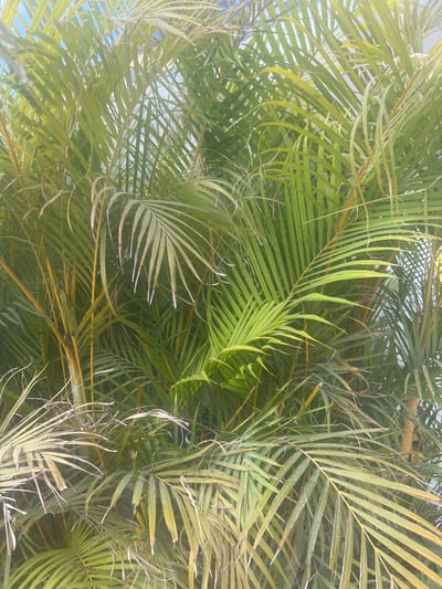 The image shows a close-up view of lush, green palm fronds, some of which have a yellowish hue, suggesting they might be older or are catching the sunlight. The fronds are densely packed, creating a layered effect with varying degrees of light and shadow. The stems of the palm trees, visible in places, are a vibrant yellow-orange. The background is a pale, hazy blue, likely the sky. There are no people or specific man-made objects clearly visible in the image, other than what can be inferred as part of a cultivated garden or public space in Zikhron Yaakov, Israel, given the context of the request. The scene conveys a tropical or Mediterranean atmosphere.
