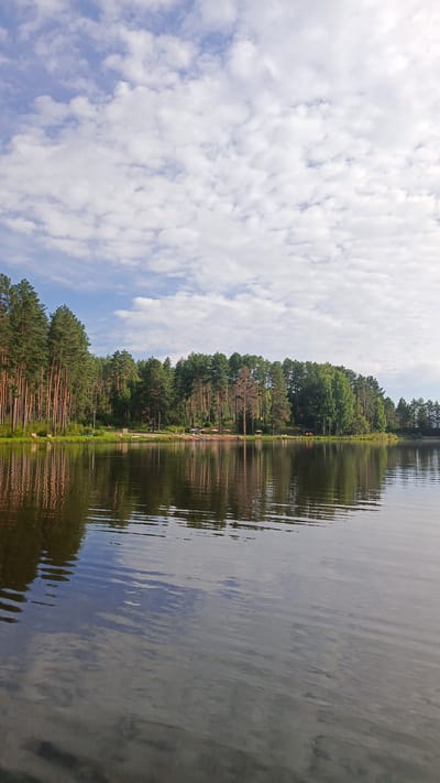 This is a vertical, eye-level, outdoor photograph of a calm lake reflecting a shoreline lined with coniferous and deciduous trees. The sky is partly cloudy, with puffy white clouds against a light blue background. The water in the foreground is dark and reflects the sky and trees. Along the distant shore, there is a narrow strip of green grass, and a few small, light-colored structures that appear to be gazebos or shelters, some with umbrella-like coverings. Several umbrellas and what seem to be lounge chairs are visible along the beach area. A path or road runs along the shoreline behind the trees, and several benches are scattered along it. The trees are dense, with tall, thin trunks of pine trees dominating the left side of the image and a mix of deciduous trees on the right. The overall scene suggests a peaceful, natural setting, likely a recreational area. The location is identified as Мишкино, Russia.