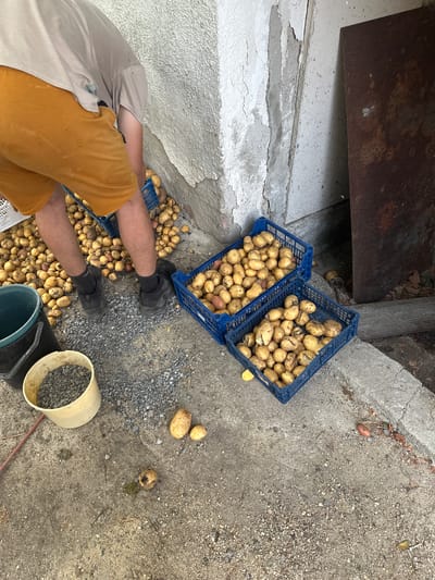 The image shows a person in orange shorts and a tan t-shirt, wearing dark shoes and socks, kneeling down and sorting potatoes. The potatoes are piled on the ground and in blue plastic crates. There are also two buckets, one black and one cream-colored, on the ground. The scene appears to be outdoors, with a rough concrete floor and a building wall in the background. The environment suggests a rural or industrial setting, possibly a farm or storage area. The location is Mlekarevo, Bulgaria.