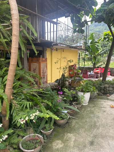 This image captures a vibrant and densely vegetated outdoor area in what appears to be a residential setting, likely in Du Già Commune, Vietnam. The scene is dominated by various plants and natural elements, creating a lush and somewhat wild garden aesthetic.

In the foreground and midground, a diverse array of plants flourishes, including large ferns, banana trees, and a tree with broad leaves and small green figs. Numerous potted plants, some in decorative white or simple clay containers, dot the scene, displaying green foliage and occasional bursts of color from purple and white flowers with red centers. A small, rustic water feature made of rocks with a gentle stream of water is visible.

To the left, a portion of a yellow-painted building is seen, with a metal railing or fence extending from it. Below this, a wooden structure, possibly part of a stilt house or an elevated porch, is evident, featuring a wooden ladder or stairs leading upwards. Intricate wooden screens or panels with carved designs adorn a section of the wall beneath the yellow building.

In the background, lush green mountains rise, indicating a hilly or mountainous environment. The ground surface consists of concrete, showing signs of moss or weathering in places. Numerous red plastic crates, some bearing the text "HÀ NỘI," are stacked in a pile, suggesting a utilitarian or storage area. Peeking through fern leaves, two small cats or kittens can be seen, observing their surroundings.

The image depicts a static daytime scene with soft, diffused lighting, suggesting an overcast day or shaded conditions. There are no explicit activities taking place, rather it presents a snapshot of a lively outdoor space with natural elements intertwined with human structures and objects.