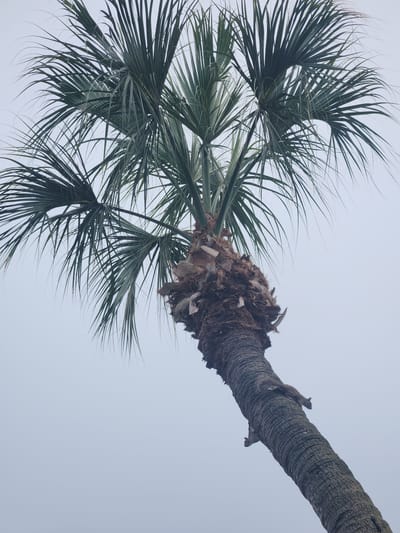 The image shows a close-up, low-angle view of a palm tree with its fronds reaching towards a pale, overcast sky. The trunk of the palm tree is rough and textured, with a thick layer of fibrous material at its base where the fronds emerge. Two small, grey-brown squirrels are visible on the trunk of the tree, one higher up and the other further down, both appearing to be climbing or resting on the textured surface. The background is a uniform, muted grey, suggesting an overcast day. The scene is set against the backdrop of the sky.