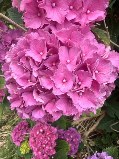 This is a close-up, eye-level, vertical photograph of a cluster of vibrant pink hydrangeas. The flowers are in full bloom, with numerous small petals forming a large, dense sphere. The petals are delicately textured and have a slightly ruffled edge. In the center of each tiny flower, a small white or pale pink stamen is visible. The background is a blur of green foliage and other hydrangeas in various shades of pink and purple, some of which are out of focus and appear smaller. The lighting is bright, highlighting the rich color of the main flower cluster. This image was taken in Wasenberg, Germany, likely in a garden or public park, given the abundance of blooming flowers.