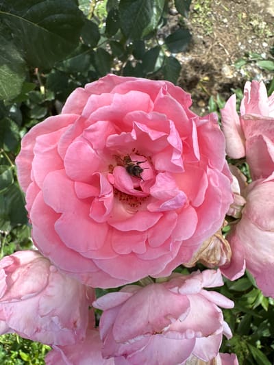In Кашат, Kyrgyzstan, a close-up, eye-level shot captures a vibrant pink rose in full bloom, its petals gently unfurling to reveal a bee nestled within its center. The bee, a small, dark insect with visible wings and legs, appears to be foraging for nectar. The rose, with its delicate, ruffled petals, is the primary subject, surrounded by other pink rose blossoms, some of which are partially bloomed and others appearing slightly wilted. The background consists of lush green foliage and a patch of dry, brown earth. The lighting suggests it is daytime, with natural sunlight illuminating the scene.