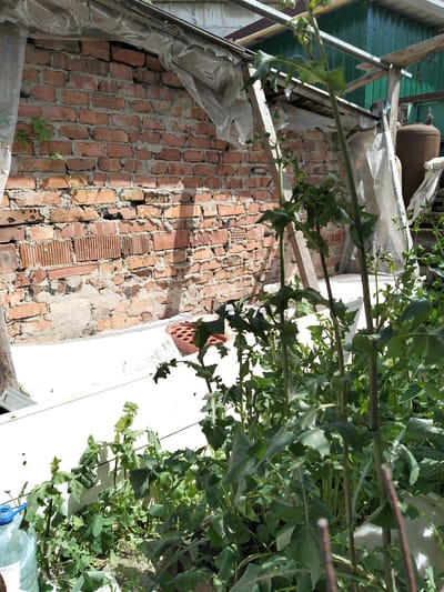 The image depicts an outdoor scene with a brick wall and overgrown greenery. The brick wall is old and weathered, with some sections showing signs of damage and repair. Green plants, some with large leaves and others appearing to be vines, are growing in front of and against the wall. A white structure, possibly a raised bed or planter, runs along the base of the wall. In the background, there are parts of a makeshift structure with a corrugated metal roof and plastic sheeting. A rusty gas tank is visible to the right. The lighting suggests it is daytime, with shadows cast on the wall. The overall impression is of a neglected or wild garden area, possibly in a backyard or alleyway. The scene is located in Luhansk, Ukraine.
