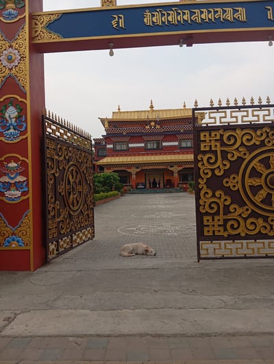 The image presents a view into a Buddhist temple or monastery complex, identified as being in Lumbini Sanskritik, Nepal. The foreground features an ornate gateway comprising a red and gold archway with a blue top panel displaying gold script. Two dark brown metal gates, partially open, frame the entrance; these gates are intricately decorated with gold Dharma Wheel symbols and repeating geometric patterns.
Immediately inside the gates, centered on the paved ground, a light-colored dog lies in a recumbent position, facing right. The ground transitions from a plain concrete slab directly beneath the viewer to a patterned block pavement within the complex, which includes white circular design outlines.
In the background, a multi-story building with distinct Tibetan Buddhist architectural elements is visible. It features red walls, prominent golden tiered roofs, and an orange facade on the lower level. Windows are present on the upper floors. The main entrance, visible through the gates, is adorned with pillars and drapes. Green shrubs and foliage are located at the base of the building, to either side of the entrance area. The sky above is a uniform light grey, indicating an overcast or hazy condition. No human individuals are present in the scene.