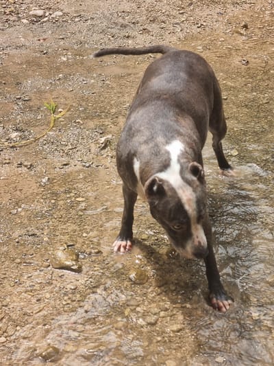 The image shows a dark grey and white Pitbull dog standing in shallow, muddy water on a gravelly surface. The dog is positioned in the center-right of the frame, facing towards the lower right corner, with its head down. The environment appears to be outdoors, possibly a dry riverbed or a shallow stream, with small rocks and dirt visible on the ground. A few blades of green grass are scattered on the left side of the frame. The lighting suggests it is daytime, with sunlight reflecting off the water and ground. The specific location in Anna, Spain is not discernible from the image itself.