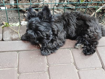 A shaggy, black dog is lying down on a paved patio. The dog is facing towards the left side of the frame, with its head resting on the ground. Its fur is curly and appears slightly damp. The patio is made of brown, rectangular pavers. Behind the dog, a green metal fence is visible. Beyond the fence, there is dirt and debris, including some dry leaves and pieces of bark. A few thin, green plant stems are growing near the fence. The lighting suggests it is daytime. The dog appears relaxed and possibly sleepy. There is no visible text in the image.