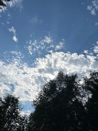 The image is an upward-facing shot of a sky filled with scattered white clouds against a bright blue background. Silhouetted tree branches and leaves are visible at the bottom of the frame, suggesting the photo was taken from beneath a canopy of trees. The lighting indicates it is daytime, possibly late afternoon or early morning, given the contrast between the sunlit clouds and the dark foliage. The scene depicts a natural outdoor environment, likely a forest or park area. No people or specific city landmarks are identifiable. The location is identified as Tolbazikha, Russia.