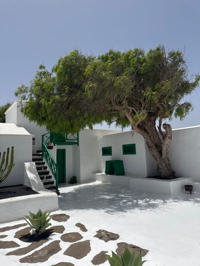 The image depicts a unique architectural scene in San Bartolomé, Spain, characterized by a large, mature tree integrated into a white building. The building's exterior is stark white, with green accents on the window frames, a door, and a stairway railing. The tree trunk appears to emerge from the building's structure, with its foliage extending upwards and outwards, partially obscuring the clear, bright sky. The ground features a pattern of dark, irregular stones set into the white surface. Several cacti and succulent plants are also visible, adding to the landscape's distinctive character.