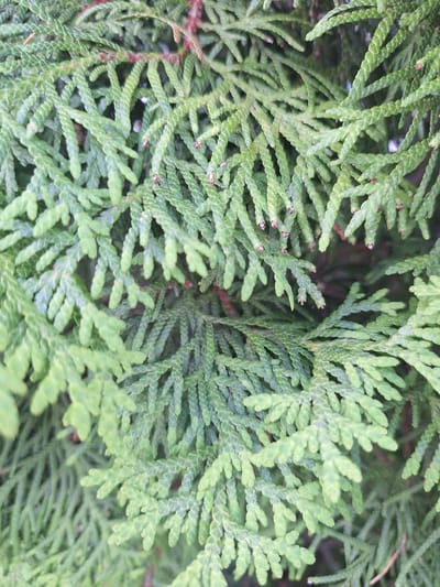 The image is a close-up, overhead shot of dense, green foliage from a coniferous tree, likely a cypress or cedar species. The branches are layered and textured, with small, scale-like leaves creating a feathery appearance. The lighting is even, suggesting an overcast day or shaded area. The background is a dark blur of more foliage, with hints of reddish-brown branches visible in some areas. There are no people, animals, or man-made objects in the frame. The location is identified as Блеўчыцкі сельскі Савет, Belarus.