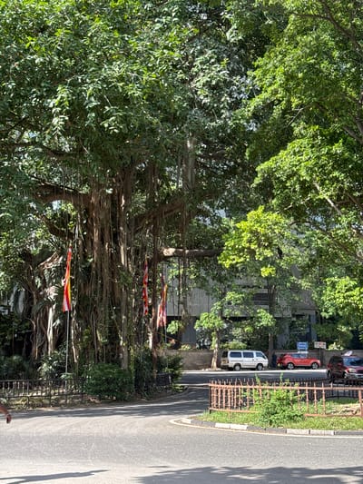 The image depicts a street scene in Colombo, Sri Lanka. A large tree dominates the left side of the frame, with its aerial roots hanging down. Buddhist prayer flags are strung among the roots. A road runs along the right side, with cars parked along it in the distance. A fence separates the road from the tree. The street appears to be in a residential area.