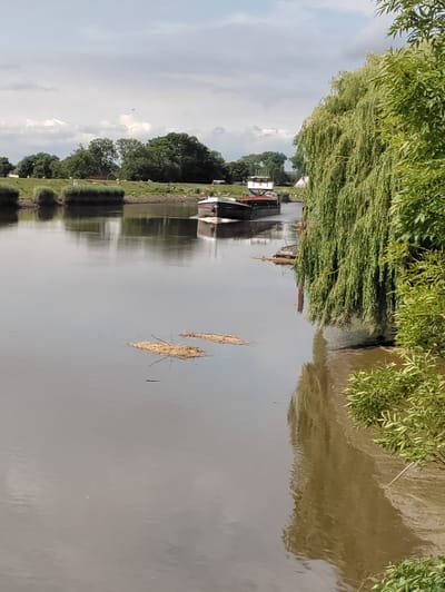 The image shows a wide, calm river flowing through a rural landscape in Heiligenstedten, Germany. The river's surface is smooth, reflecting the overcast sky and the lush green trees that line its banks. On the left side of the river, a barge with a white cabin is moving slowly upstream. The barge has the name "LESI" visible on its side. Along the riverbank on the left, a grassy slope is dotted with sheep and a small building with a dark roof. The right side of the image is dominated by the dense foliage of a weeping willow tree, its long branches cascading towards the water. In the foreground, two clumps of reeds or debris float on the river's surface. The overall scene conveys a sense of tranquility and rural life.